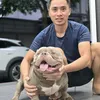Bully Hà Đông
