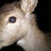 snuffedfawn