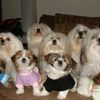 4olddogs