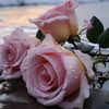 safy0639