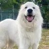 butterspup