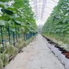 phongfarm16