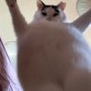 tigygygygygy