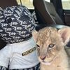 ﮼هبو ﮼الدهماني🐆