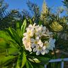jannah_resort