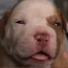 videitos._ramdom