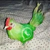 wakandapow3r