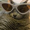 feralraccoonofficial