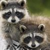 Fanny animals