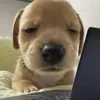 linh_ng01