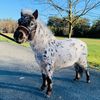 Maxwell_Farms