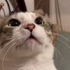miau_gato_grrr