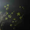 sirius_star_88
