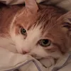 melissanthi_