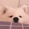 dyngth