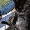 deddoyandcats