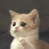 almondtofufu