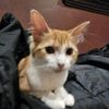 sillyestkatz