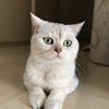 cinnamoncato