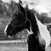lindsay_tay1985