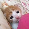 middletoe