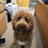 sophiedoodle