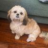 mazzy_the_shihtzu