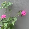 al_wardah.al_shamyah2020