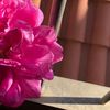 wert_388
