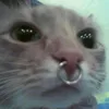 felix_ffs