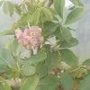 filipepereira074