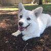 henrywhitecorgi