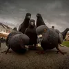 golubi_na_rayone