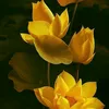 donhangcuaban37