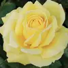 55flowerwhite