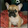 frenchie_the_monkey