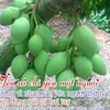 nguyenvinh66f1