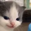 pajisol