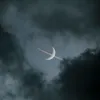 otsaila_fmv