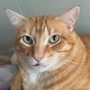 .cheeto.cat
