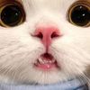 kiwtsyi