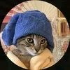 allabtthecats