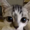 ggukok