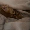 Cinnamon