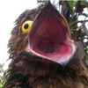 lordfrogmouth