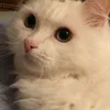 thegoodfairy666