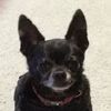 estherspups