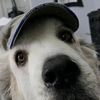 fluffybootiesrule