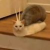 alittle_mushroom