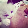 reneisya._